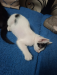 Kitten adoption